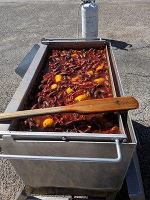 Crawfish