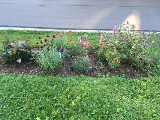 New pollinator garden. The Butterflies  love it!