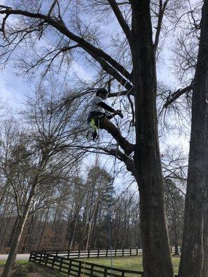 McCoy Tree Service