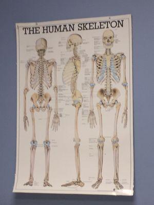 Human skeleton