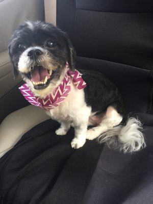 Always happy returning from the groomer! Thanks Carol