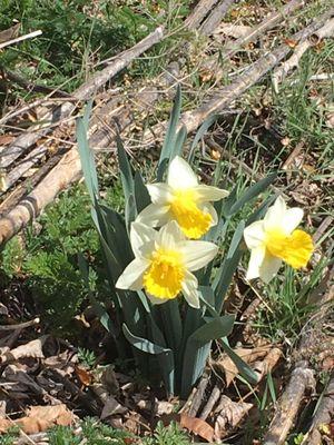 Green Belt   Flowers