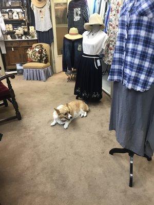 Corgi in San Michele Shop (May 2019)