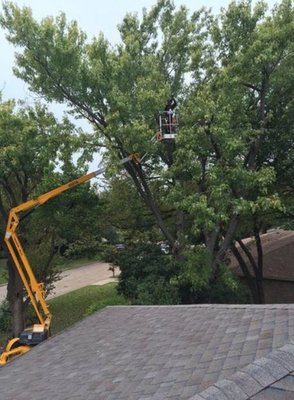 Tree Removal in Dallas, TX