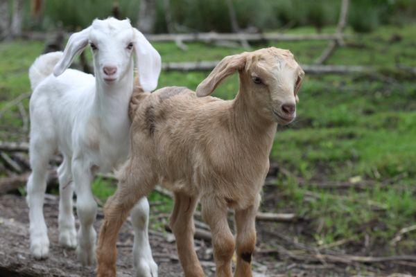 Goat Boat Farm