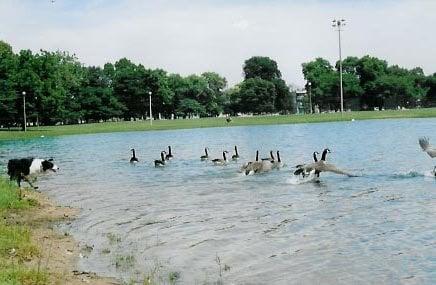 Trained Border Collie hazing geese on pond