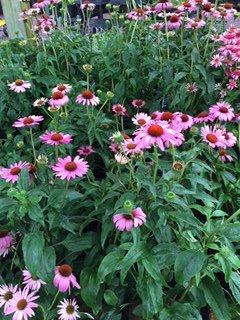 Great selection of Perennials!