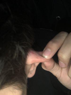 Cut ear