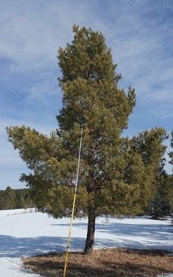 Scotch Pine