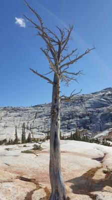 And dead trees are common too. You'd think they could afford a landscaper in this place!?