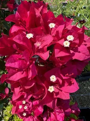 Bougainvillea flowers