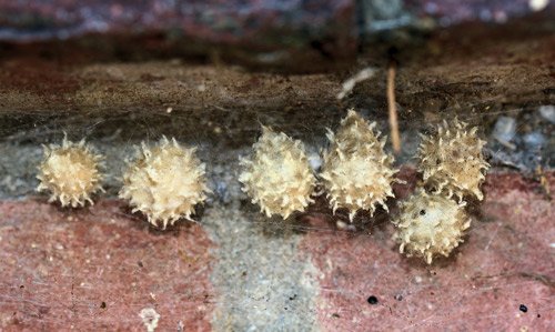 Brown Widow egg sacks