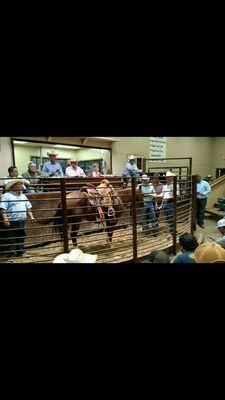 ELKHART HORSE SALE