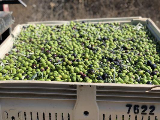 Certified organic olives ready to mill