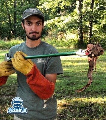 Copperhead snake removal