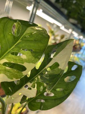 Monstera Adansonii Variegated