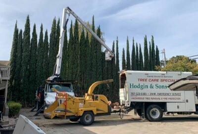 Hodgin & Sons Tree Care