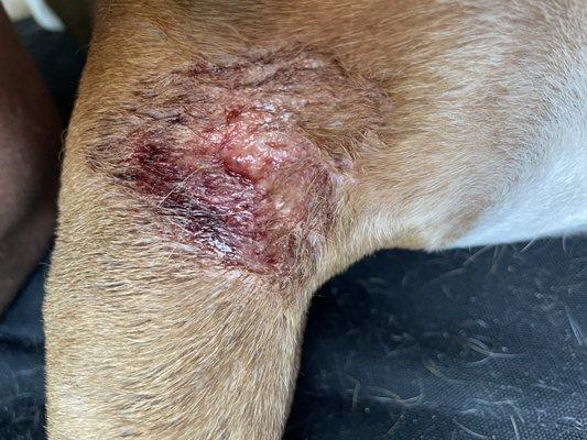 Dog wounds post stay at Waiterock Kennels