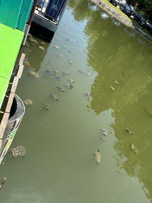 Feeding the turtles.