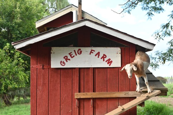 Visit our friendly family of goats behind the farm market.