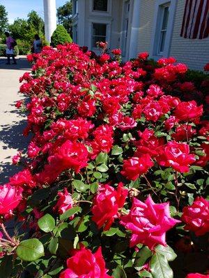 The lovely roses in the front our of cemetery office.