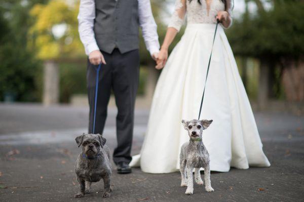 Wedding photography with pets.