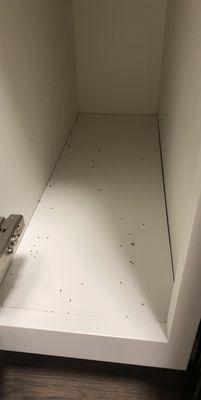 Bugs in our cabinets