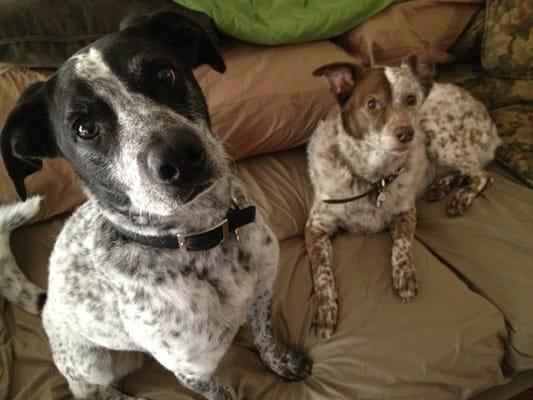 Freshly bathed Leroy & Ivy