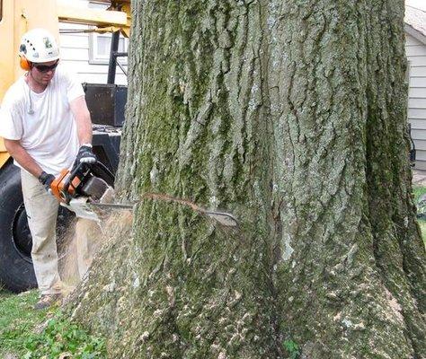 Woody Wood's Tree Services