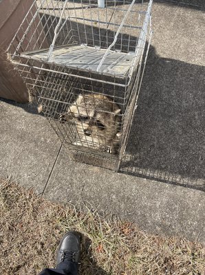 Raccoon Removal Service