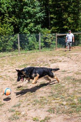 Georgia Canine