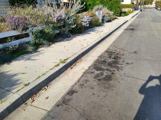 Leaves on sidewalk were on the street prior to sweeper passing by.