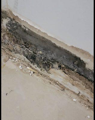 Problem areas Mold