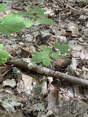 A frog, working on his camouflage skills.