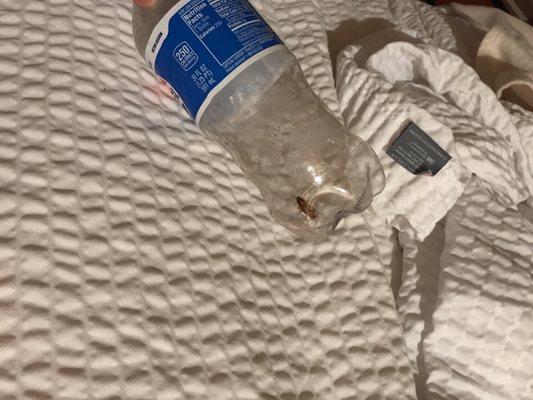 Caught this cockroach on the bed clawing next to my newborn and toddler