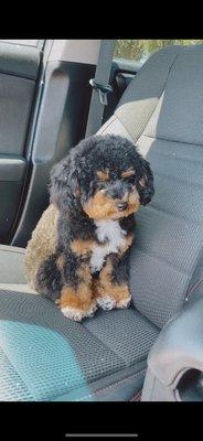 Minnie, Toy Poodle