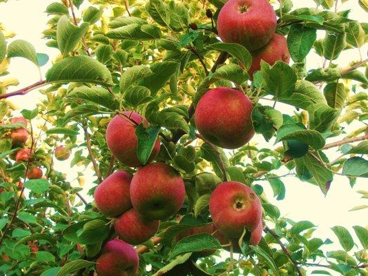 Wonderful fun to pick apples are a family tradition for many. Take a stroll to choose from over 5000 apple trees.