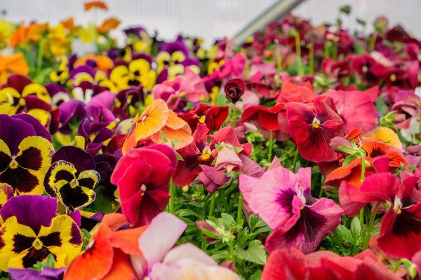 Dutch Country Farm Market