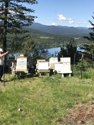 Tamarack Apiaries