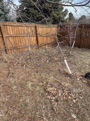 Damaged tree