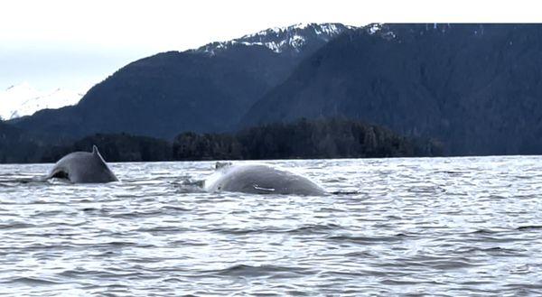 Humpbacks feeding together