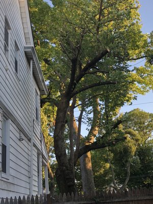 My butchered cherry blossom tree that once flourished