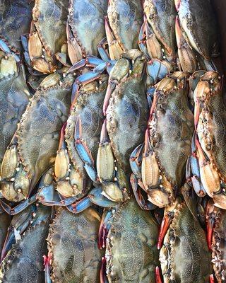 We only source fresh and alive soft shell crabs out of local waters May-October.