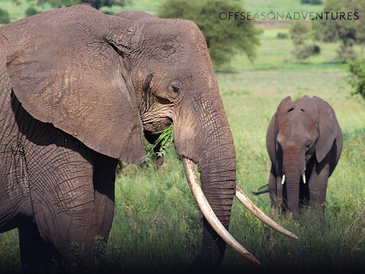 See the elephants of Tarangire.