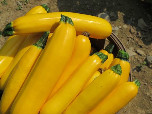 Golden Zucchini