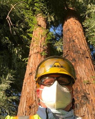 Providing consulting / tree risk assessment services in Northern California