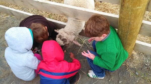 On a field trip to the farm