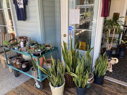 Large snake plants & Succulent Gardens