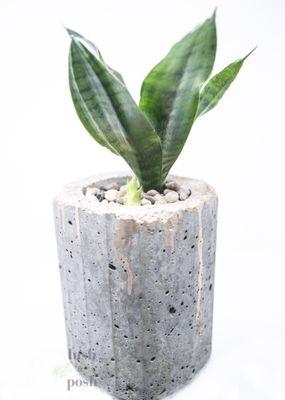 Sansevieria in concrete planter