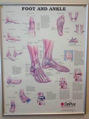 Foot chart